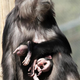 Imagen: De Marco et al./Primates